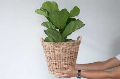 propagate-fiddle-leaf-fig