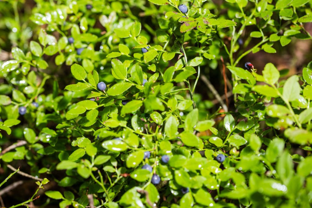 Blueberry diseases identification control tips
