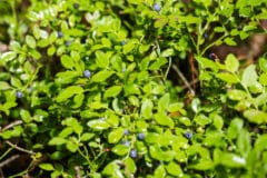 pruning-blueberries