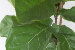 pruning-fiddle-leaf-fig