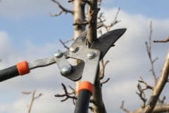 pruning-pear-trees