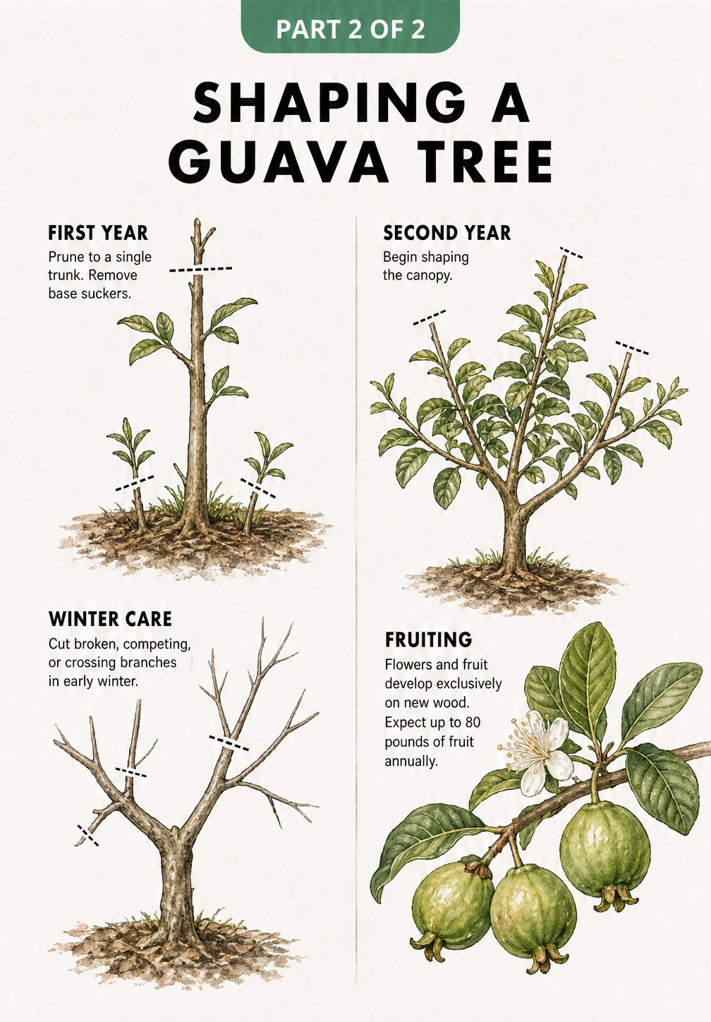Botanical sketches showing how to prune and shape a guava tree in its first and second years for maximum fruit production.