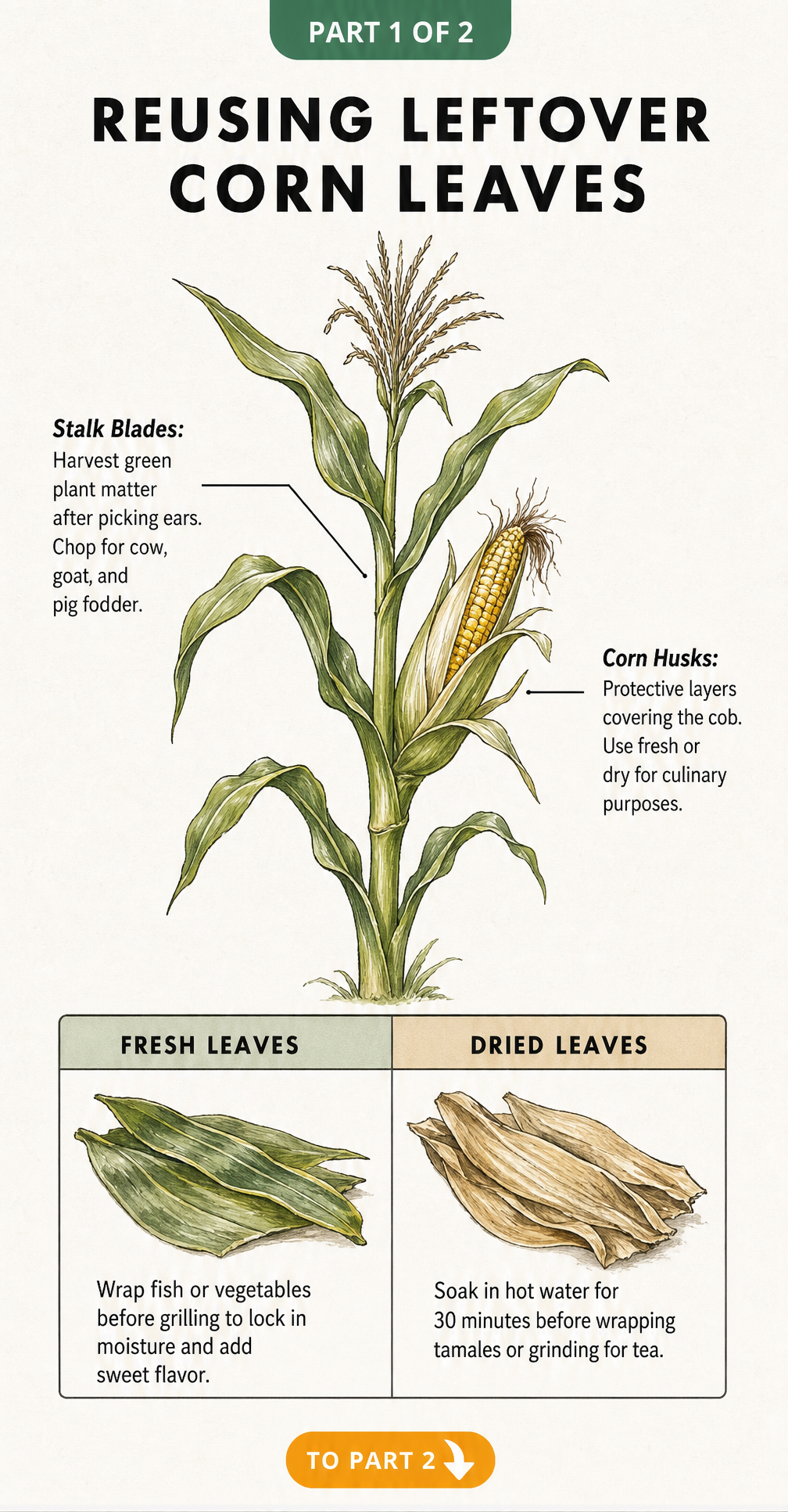 Botanical illustration showing the different parts of a corn plant and how to reuse fresh and dried corn leaves.