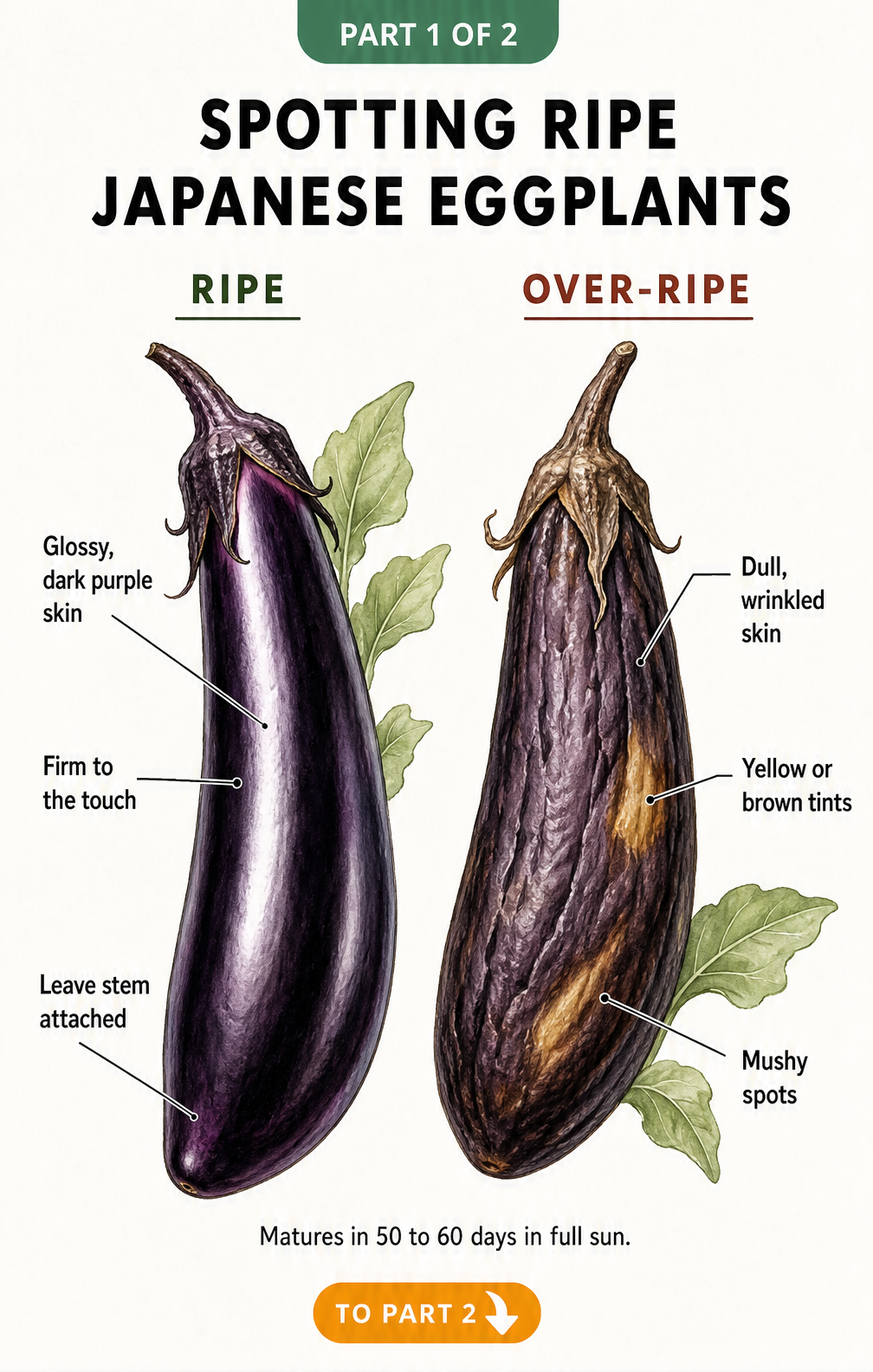 Illustration comparing a ripe, glossy Japanese eggplant with an overripe, dull, and wrinkled one.