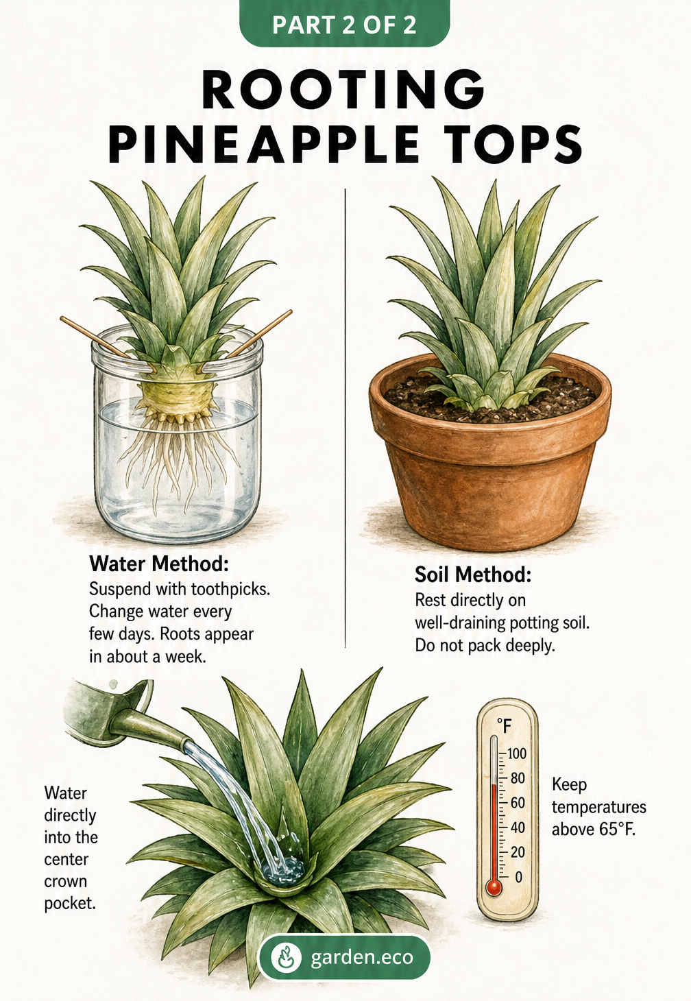 Illustration comparing water and soil rooting methods for pineapple tops, along with watering and temperature care tips.