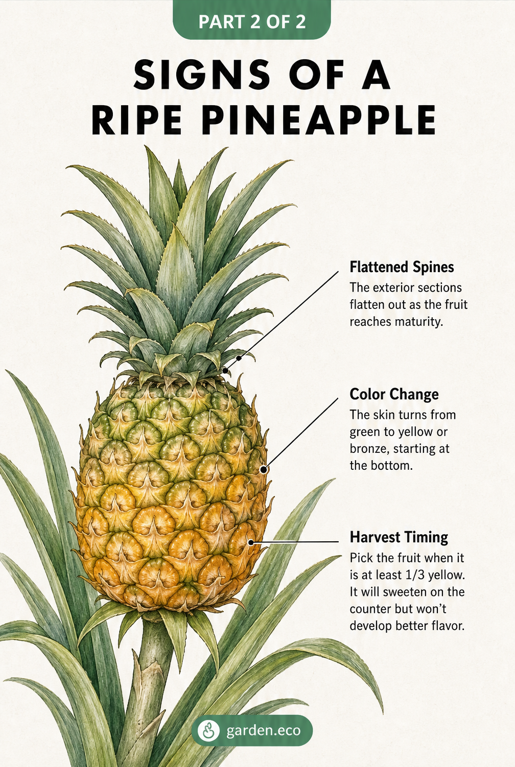 Botanical illustration of a pineapple on the stem highlighting signs of ripeness like flattened spines and color change