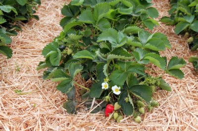 strawberry-patch