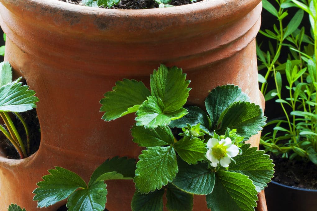 Strawberry Planter » Top Tips on Use