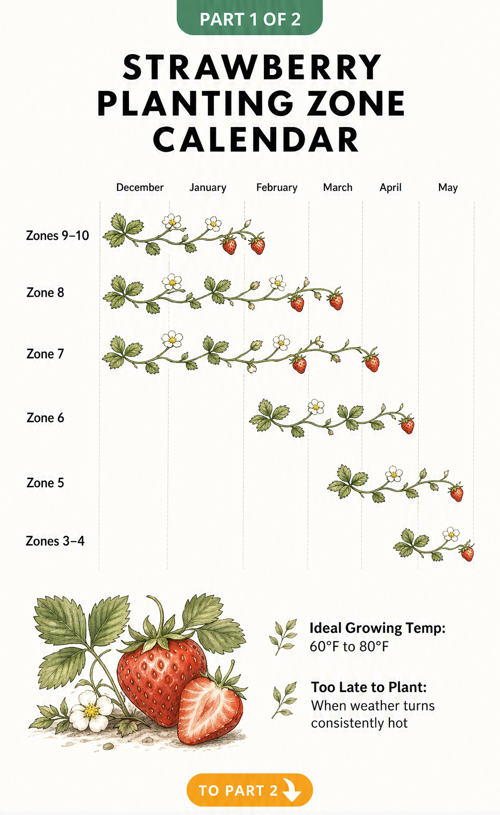 Illustration showing four methods to start strawberry plants: seeds, bare-root crowns, potted transplants, and runners.