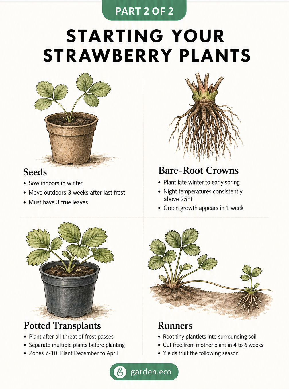 Timeline chart showing the best months to plant strawberries across USDA hardiness zones 3 through 10.