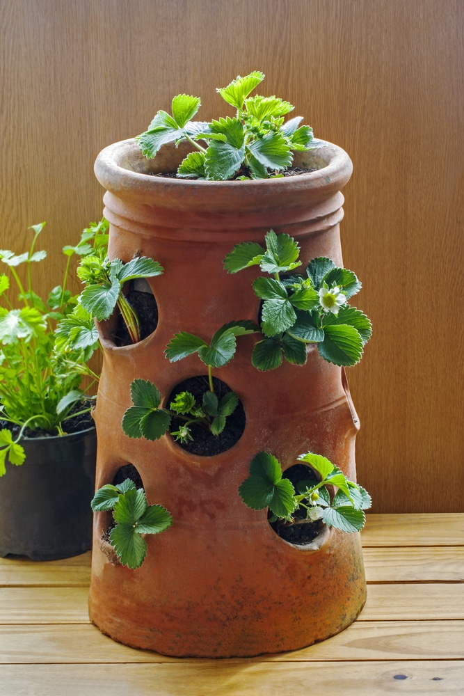 strawberry plants in pots