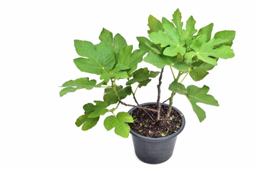 What Does a Fig Tree Look Like? - Garden.eco