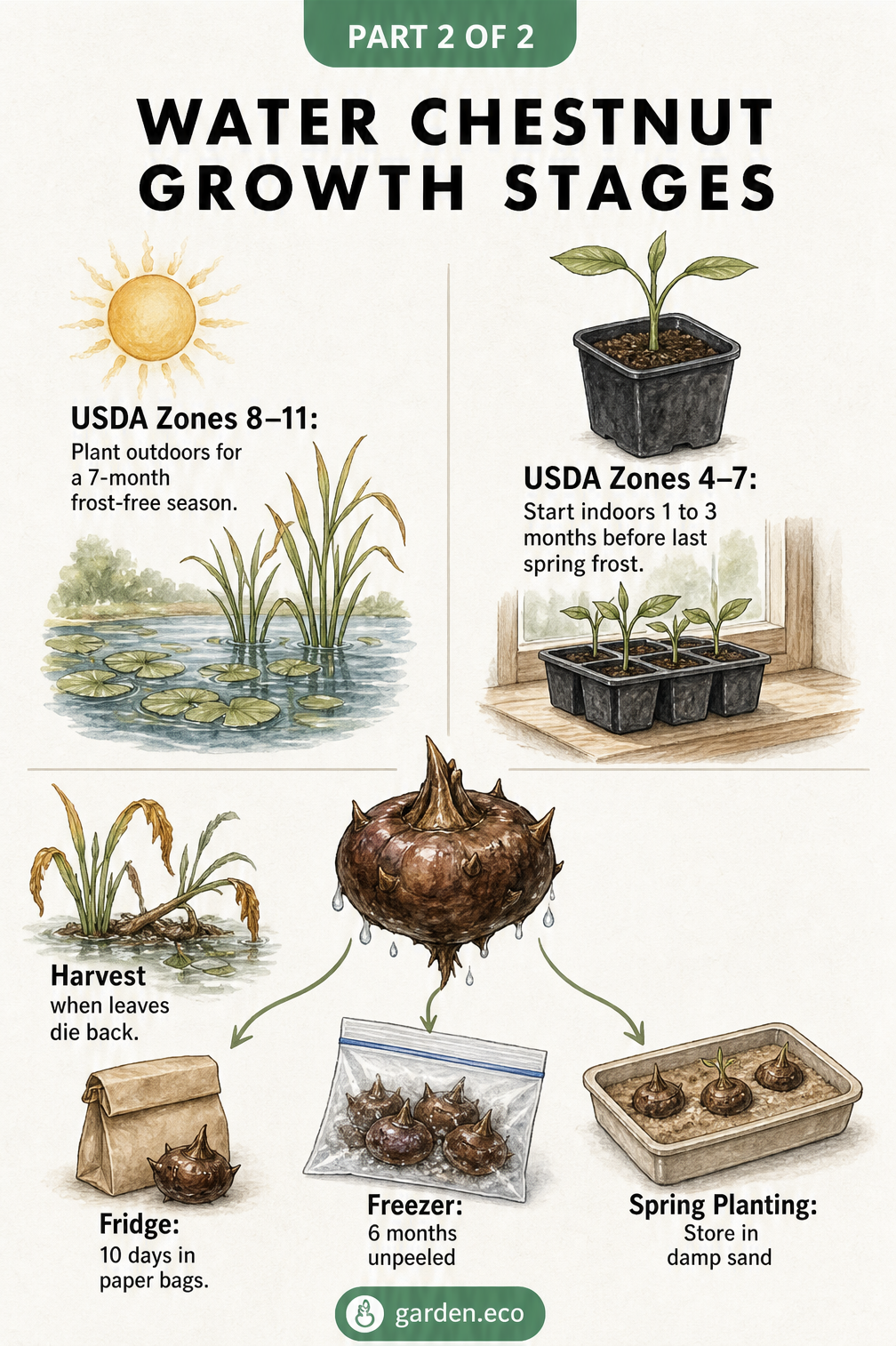 Illustration showing water chestnut climate zones, harvest timing, and storage options