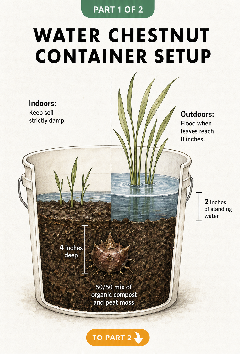 Botanical cross-section illustration of a 3-gallon bucket showing water chestnut planting depth and watering stages