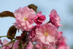 weeping-cherry-blossom