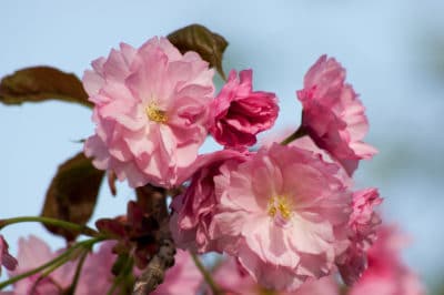 weeping-cherry-blossom