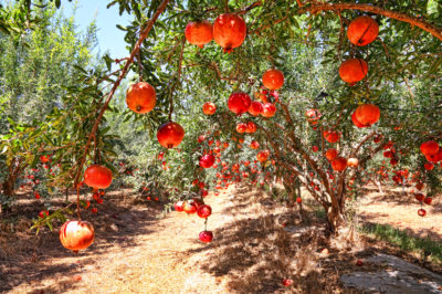what-do-pomegranates-grow-on