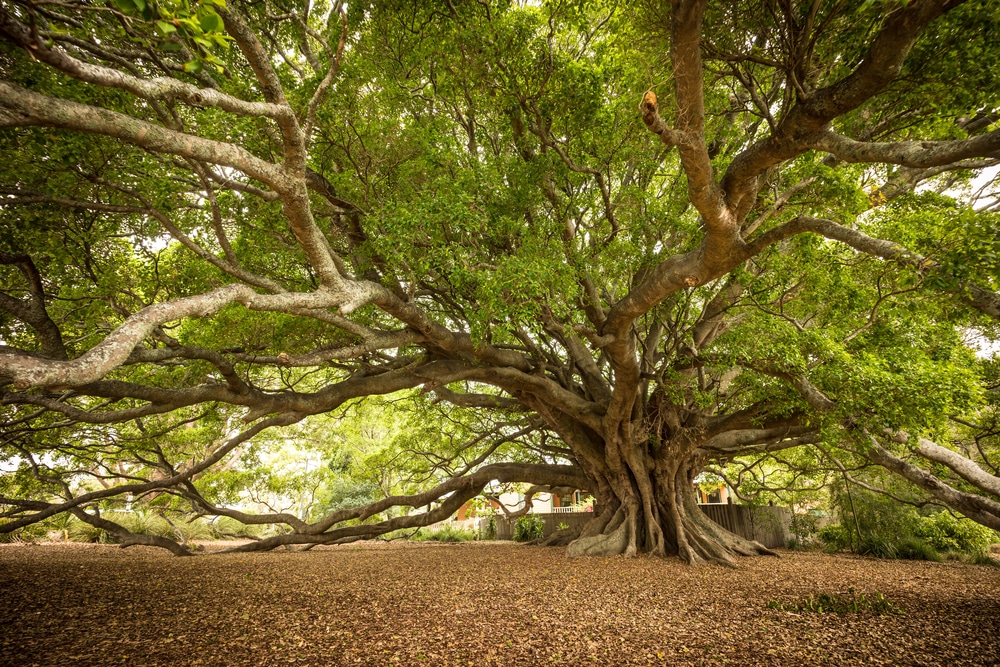 What Does Fig Tree Look - Garden.eco