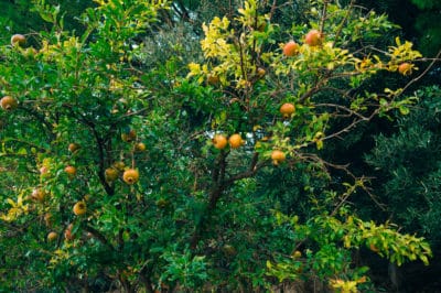 what-does-a-pomegranate-tree-look-like