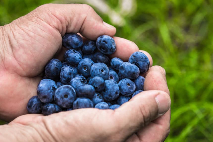 Berries that Looks Like Blueberries » Top Suggestions