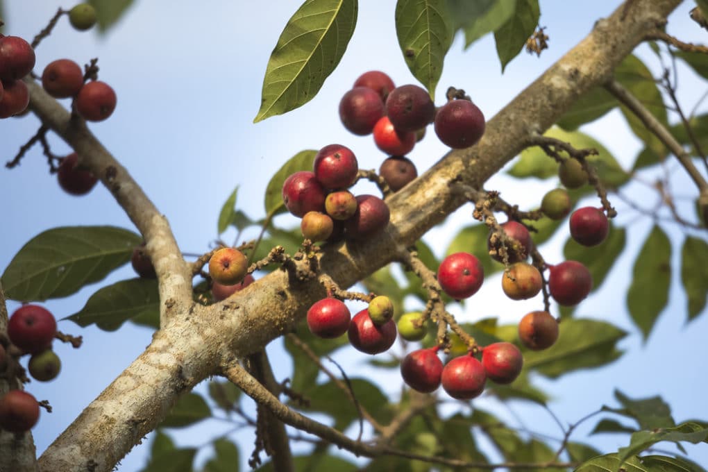 When Do Fig Trees Bear Fruit? » Top Tips