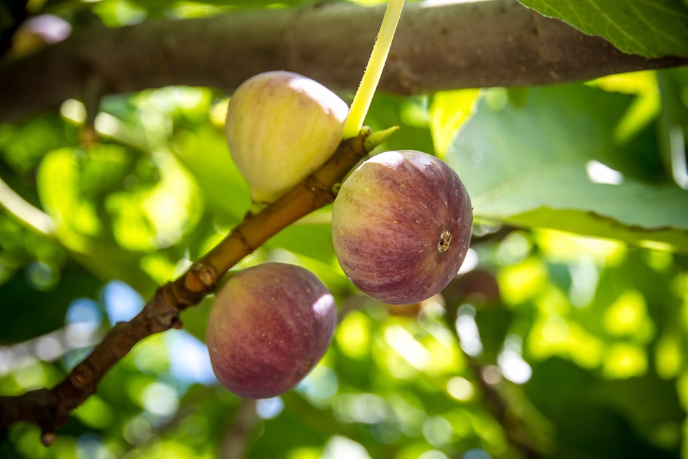 Kedy figovníky prinášajú ovocie