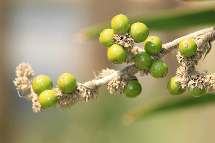 When Do Fig Trees Bloom? » Top Timing Tips