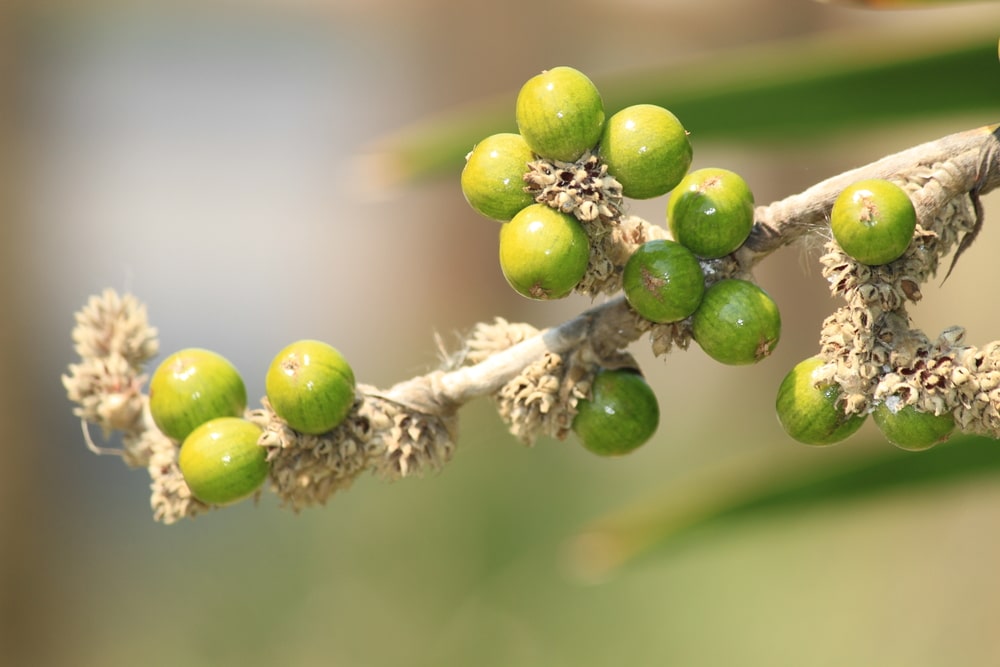 Meyella Bangladesh Lil When Do Fig Trees Bloom? » Top Timing Tips