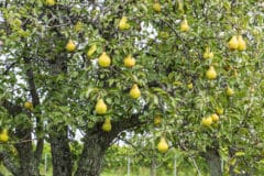 when-do-pears-ripen
