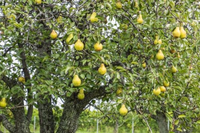 when-do-pears-ripen