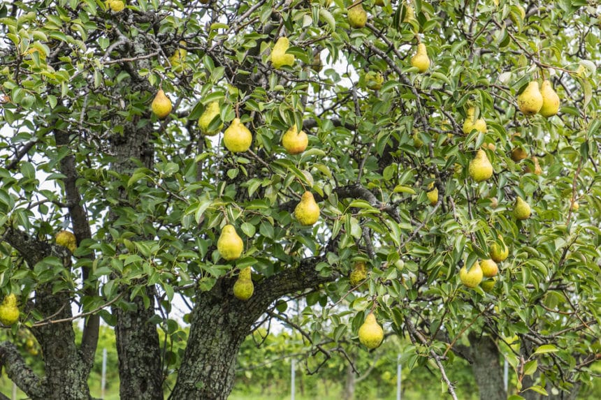 When Do Pears Ripen? » Top Tips & Facts