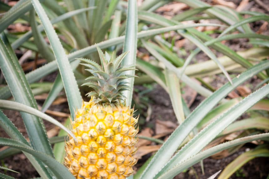 When is a Pineapple Ready to Pick? » Top Tips