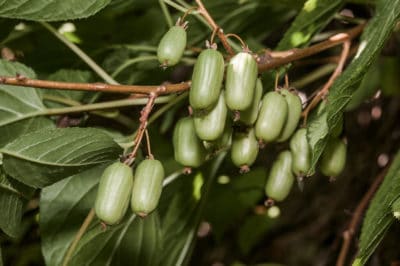 when-is-kiwi-in-season