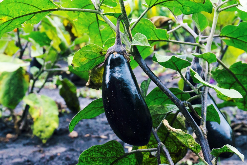 How Big Do Black Beauty Eggplants Get 
