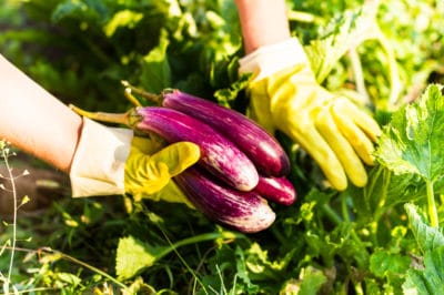 when-to-pick-japanese-eggplant