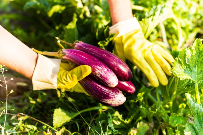 Growing Japanese Eggplant in Containers is as Easy as Pie