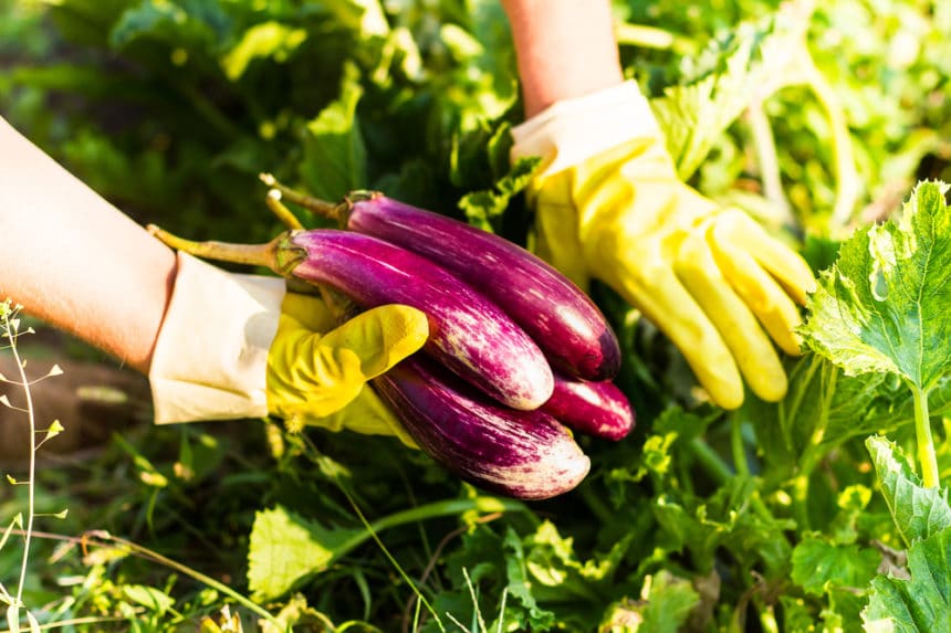 How to Tell When Japanese Eggplant Is Ripe Garden.eco