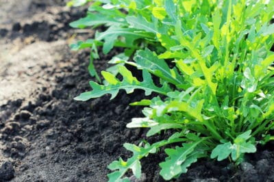 when-to-plant-arugula