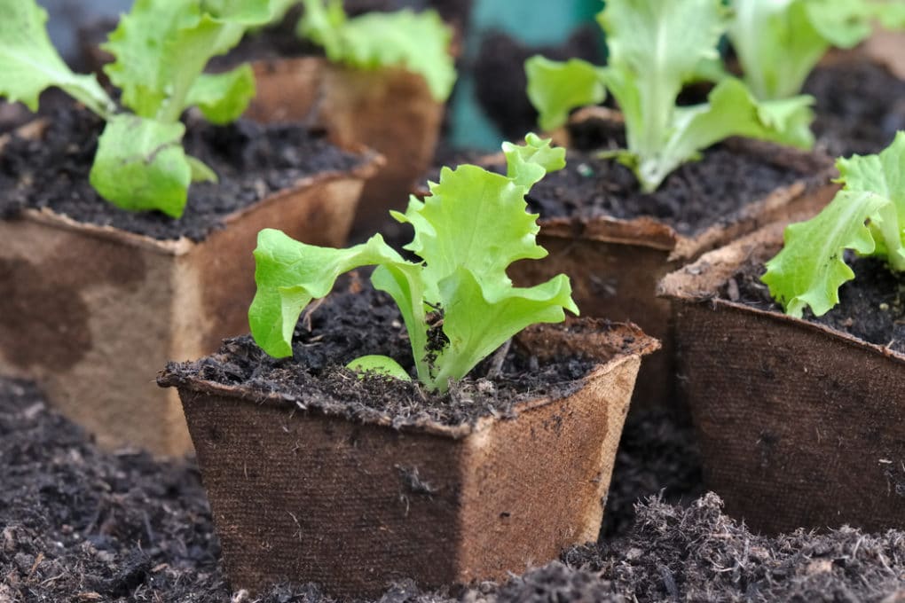 How Far Apart to Plant Lettuce » Know the Distance