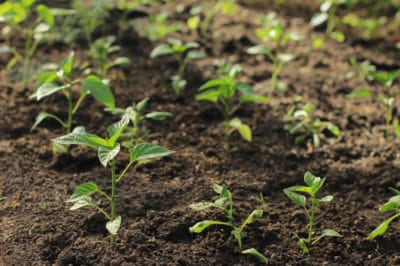 when-to-plant-peppers