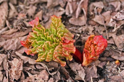 when-to-plant-rhubarb