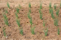 when-to-plant-shallots