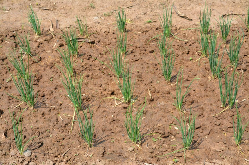 When to Plant Shallots » Top Timing Tips