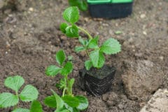 when-to-plant-strawberries