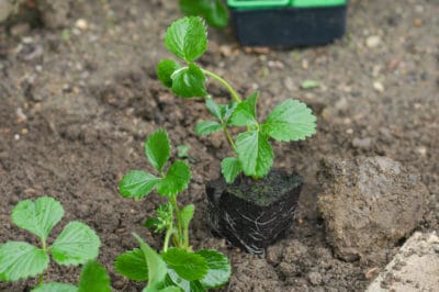 when-to-plant-strawberries