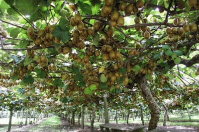 where-do-kiwis-grow