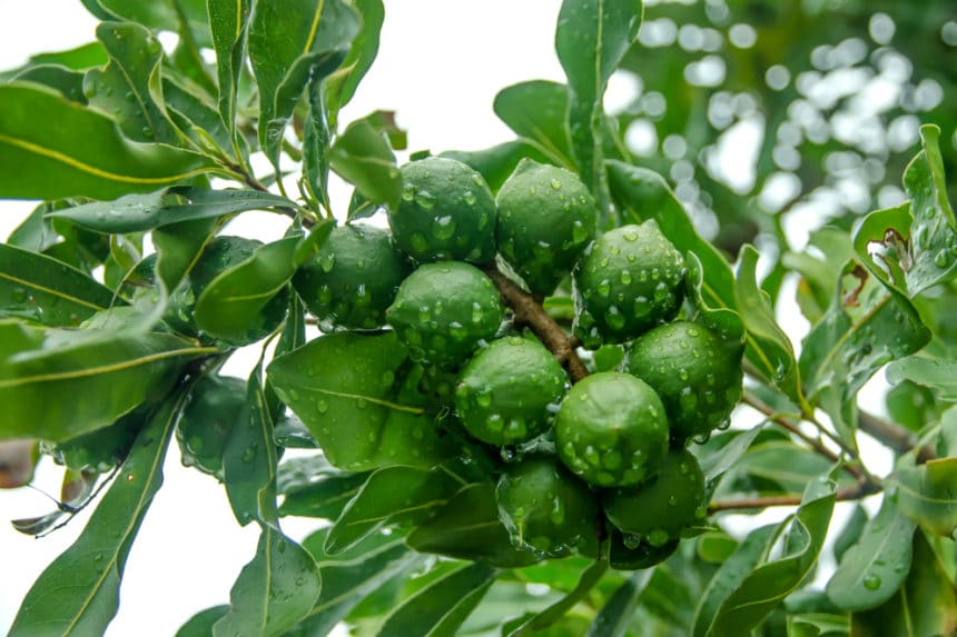 How Do Macadamia Nuts Grow? » Top Facts
