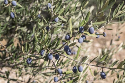 where-do-olives-grow