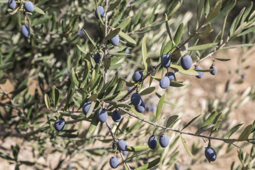 Where Do Olives Grow? » All the Facts