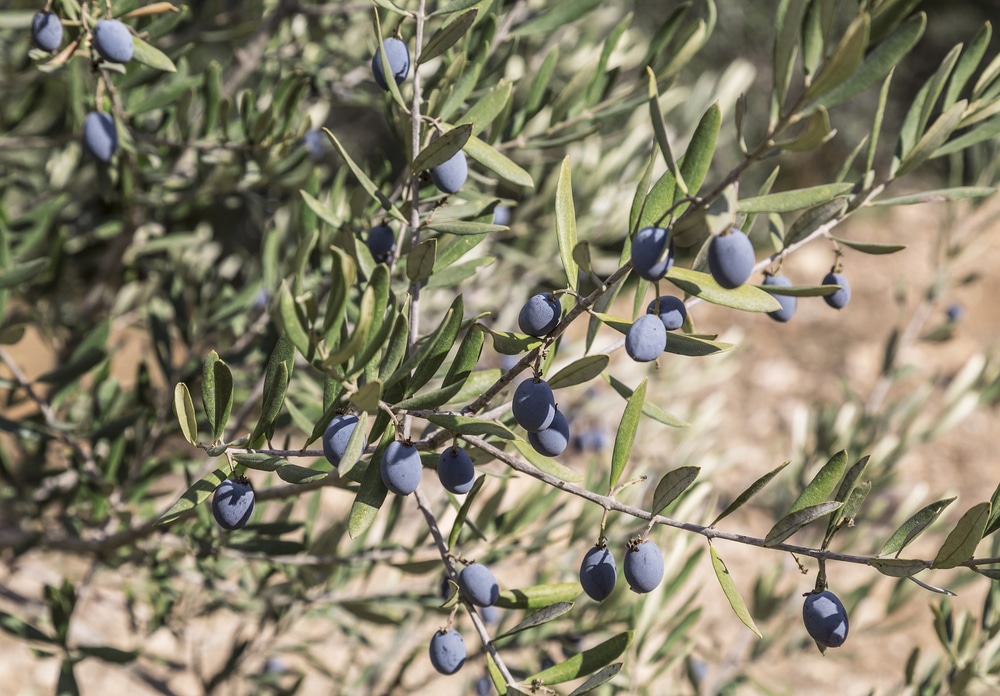 Where Do Olives Grow? » All the Facts